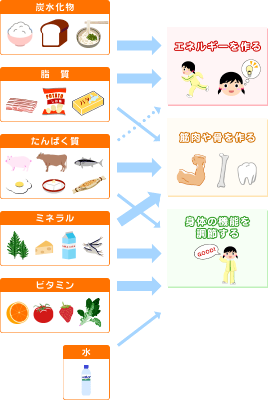 図：5つの栄養素とそれぞれの役割