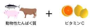 動物性たんぱく質＋ビタミンC